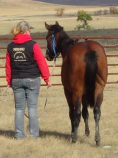 Pictured as a yearling